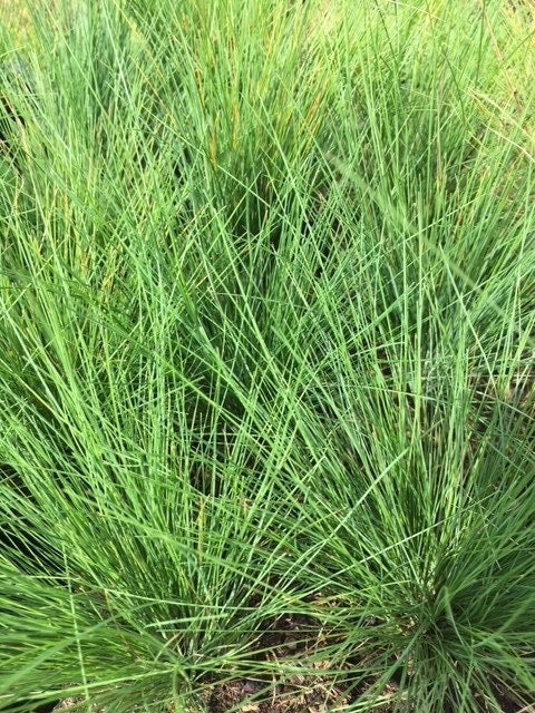  Zwenkgras (Festuca Amethystina)