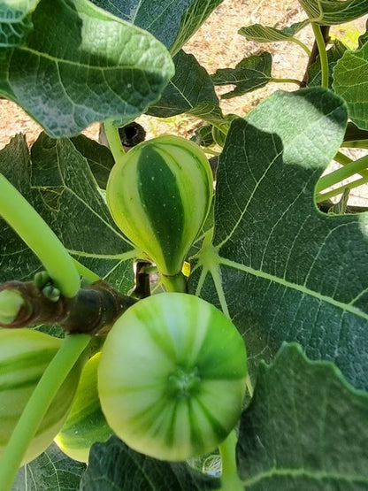  Vijg (Ficus Carica 'Panache')