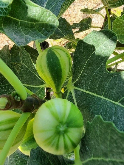 Vijg Op Stam (Ficus Carica 'Panache')