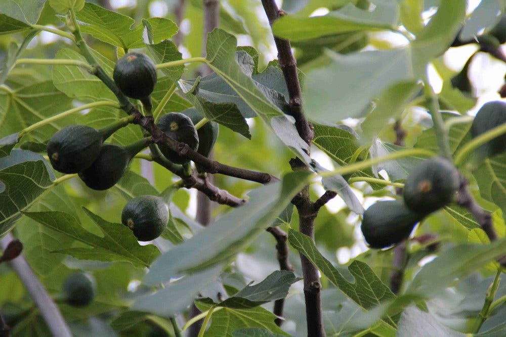  Vijg (Ficus Carica)