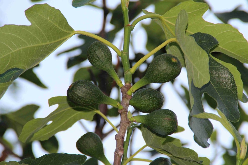  Vijg (Ficus Carica)