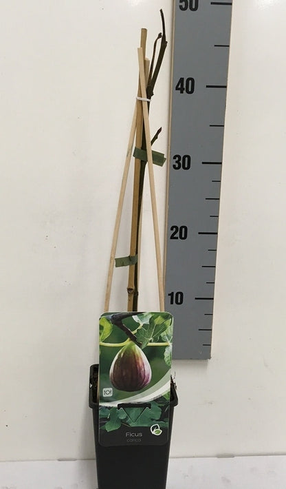  Vijg (Ficus Carica 'Brown Turkey')