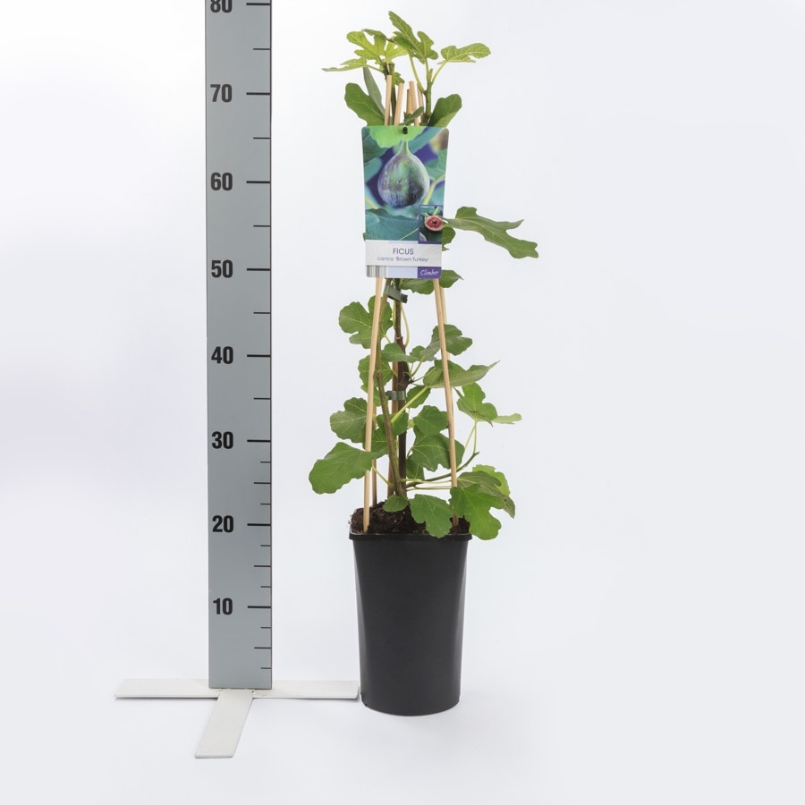  Vijg (Ficus Carica 'Brown Turkey')