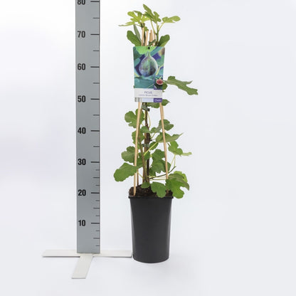  Vijg (Ficus Carica 'Brown Turkey')