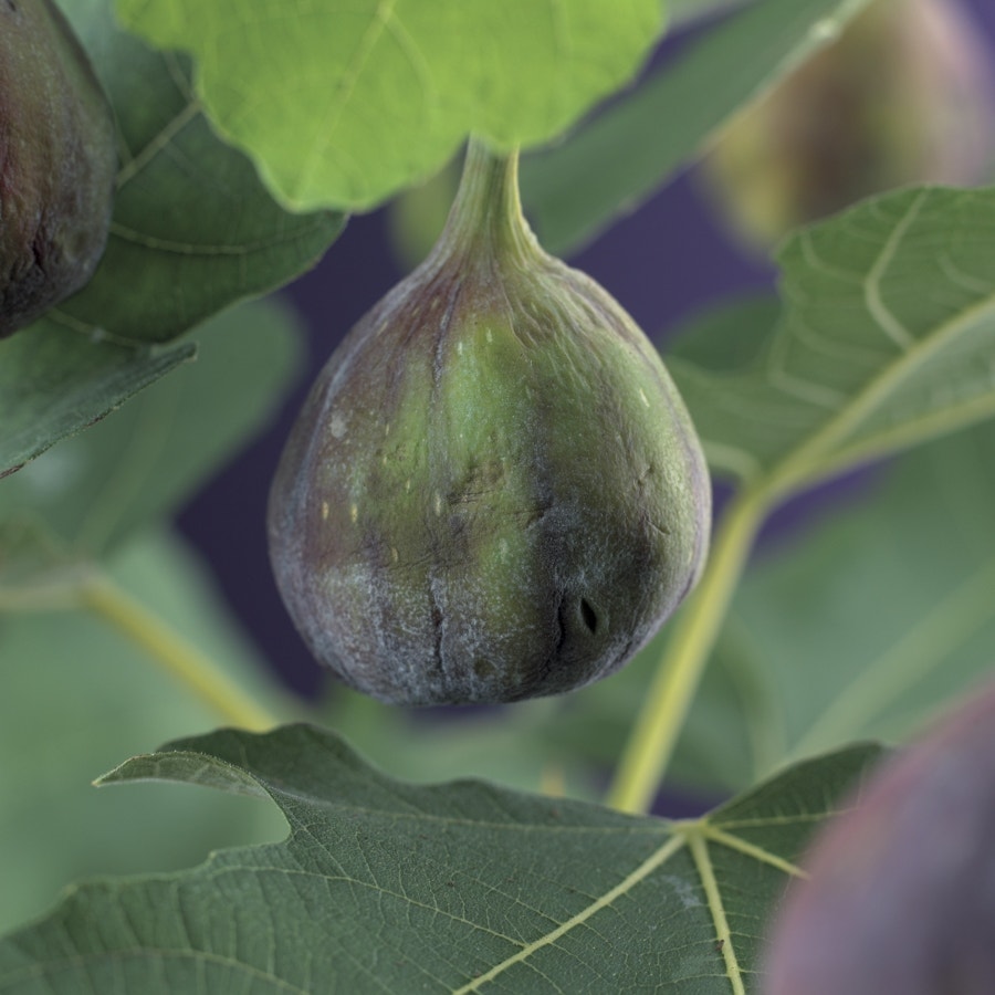  Vijg (Ficus Carica 'Brown Turkey')