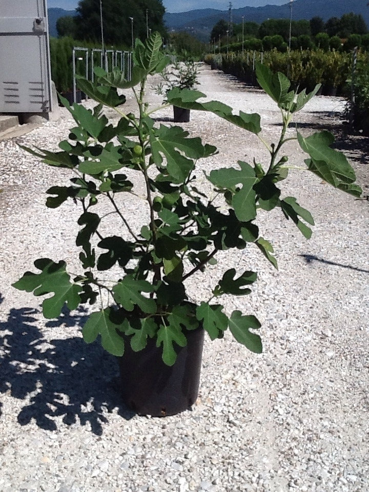  Vijg (Ficus Carica 'Brown Turkey')