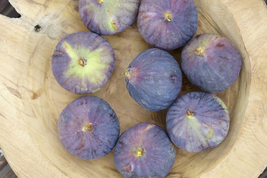  Vijg (Ficus Carica 'Rouge De Bordeaux')