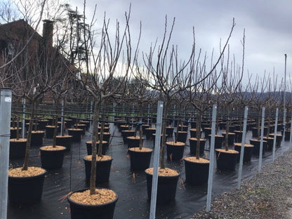  Vijg Als Halfstam (Ficus Carica 'Brogiotto Nero')