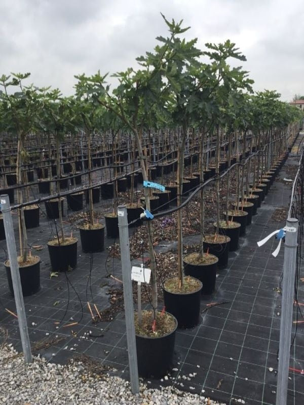  Vijg Als Halfstam (Ficus Carica 'Ice Crystal')