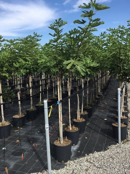  Vijg Als Halfstam (Ficus Carica 'Rouge De Bordeaux')
