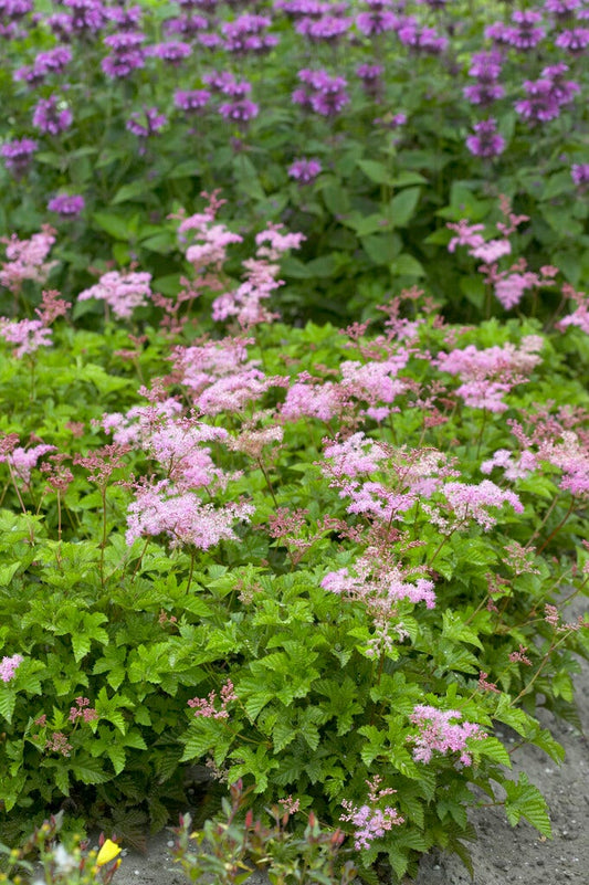  Moerasspirea (Filipendula 'Kahome')