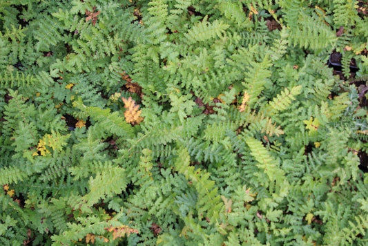  Moerasspiaea (Filipendula Vulgaris) BIO