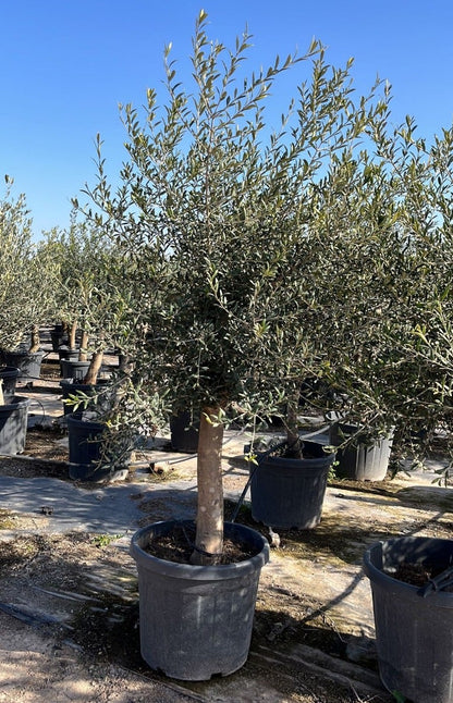  Olijfboom Als Solitair 25/30cm (Olea Europaea)