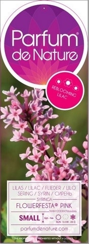  Sering (Syringa Flowerfesta® 'Pink')