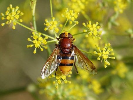  Venkel (Foeniculum Vulgare)