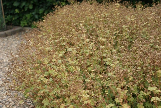  Venkel (Foeniculum Vulgare)