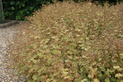 Venkel (Foeniculum Vulgare)