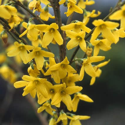  Chinees Klokje (Forsythia Intermedia 'Spectabilis')