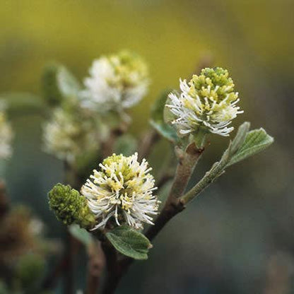  Flessenborstelstruik (Fothergilla Major)