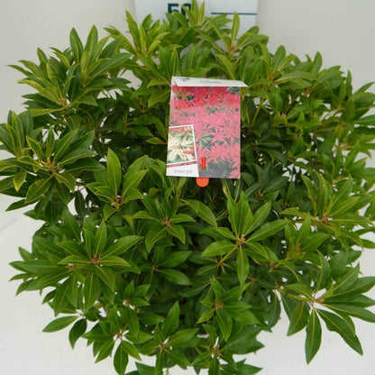  Rotsheide (Pieris 'Forest Flame')