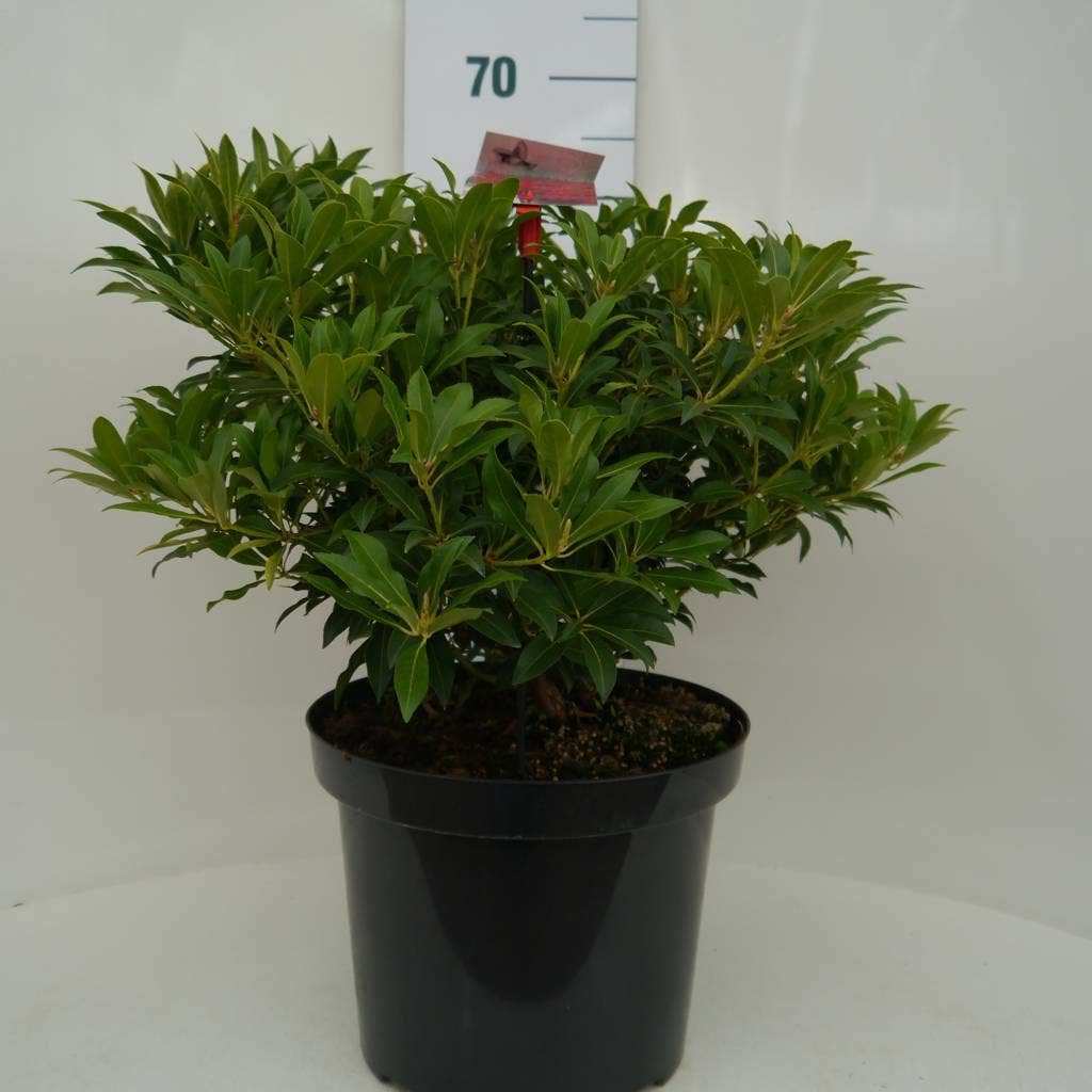  Rotsheide (Pieris 'Forest Flame')