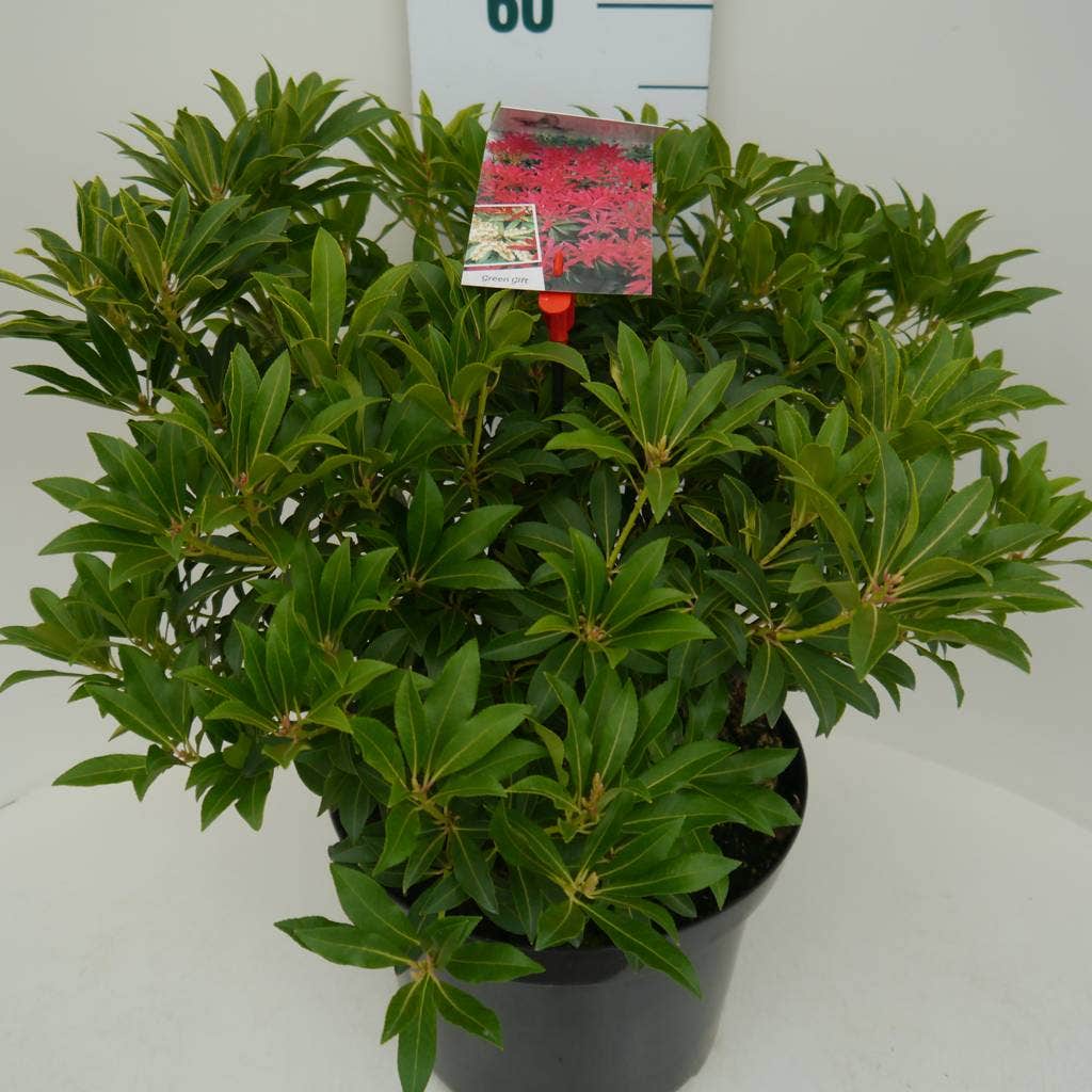  Rotsheide (Pieris 'Forest Flame')