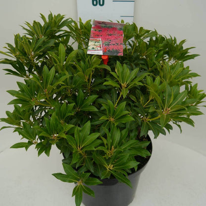  Rotsheide (Pieris 'Forest Flame')
