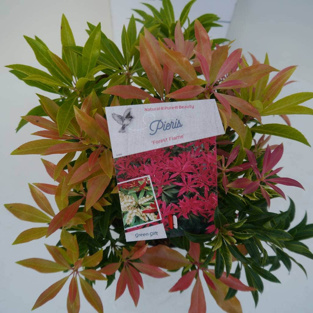  Rotsheide (Pieris 'Forest Flame')