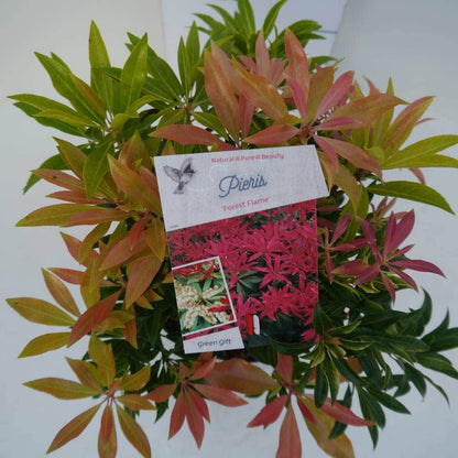  Rotsheide (Pieris 'Forest Flame')