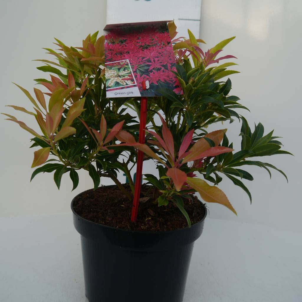  Rotsheide (Pieris 'Forest Flame')
