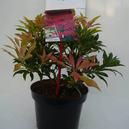  Rotsheide (Pieris 'Forest Flame')