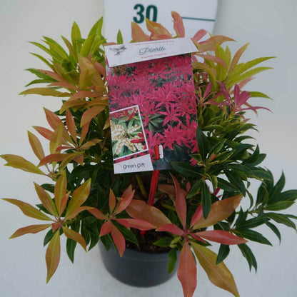  Rotsheide (Pieris 'Forest Flame')