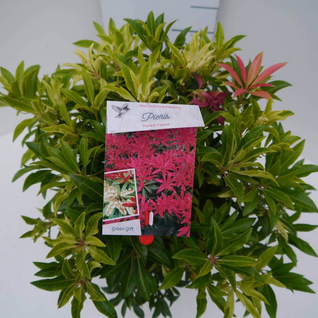  Rotsheide (Pieris 'Forest Flame')
