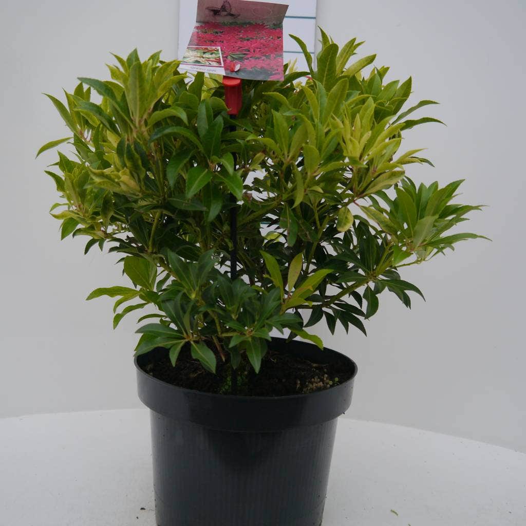  Rotsheide (Pieris 'Forest Flame')