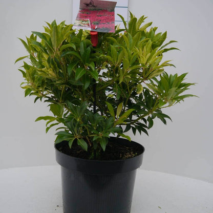  Rotsheide (Pieris 'Forest Flame')
