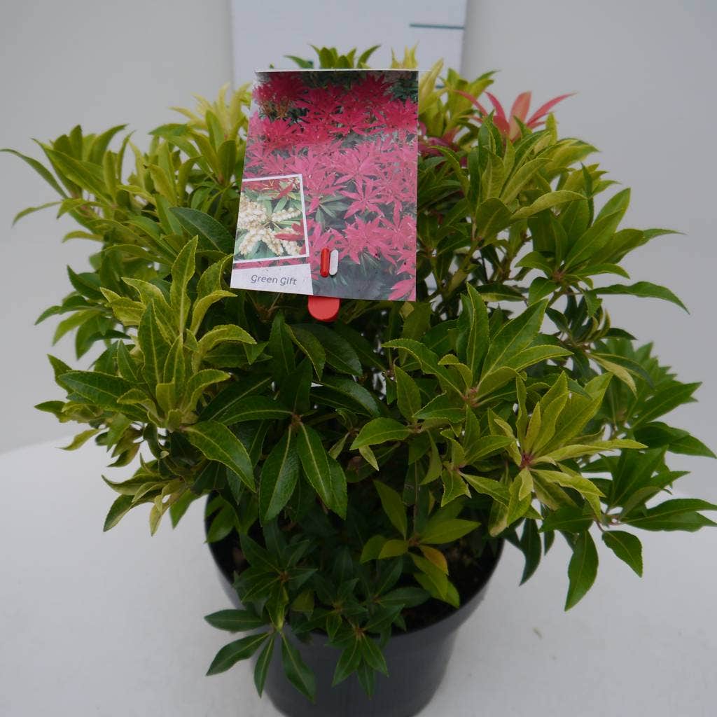  Rotsheide (Pieris 'Forest Flame')