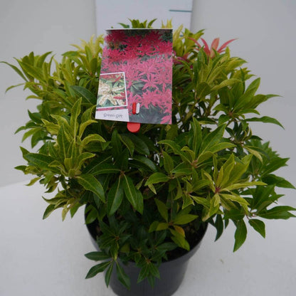  Rotsheide (Pieris 'Forest Flame')