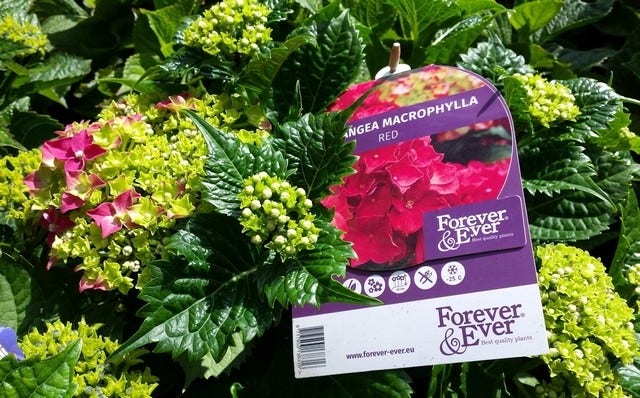  Hortensia Rood (Hydrangea 'Forever&Ever')