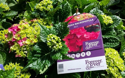  Hortensia Rood (Hydrangea 'Forever&Ever')