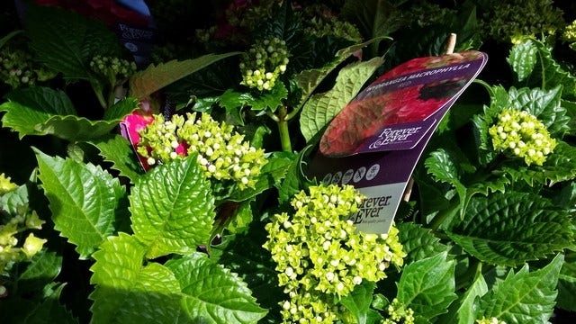  Hortensia Rood (Hydrangea 'Forever&Ever')