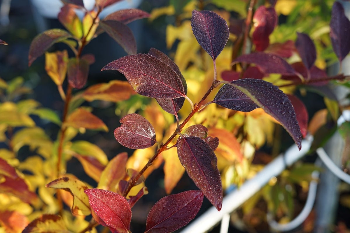  Chinees Klokje (Forsythia Intermedia 'Spectabilis')