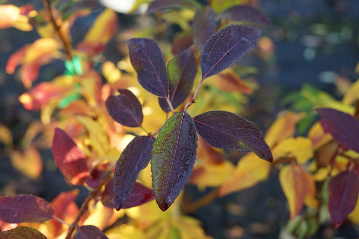  Chinees Klokje (Forsythia Intermedia 'Spectabilis')