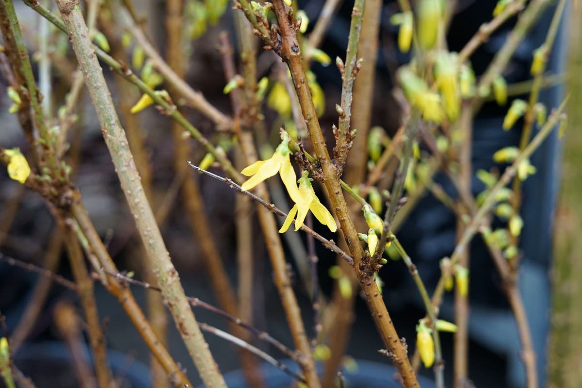  Chinees Klokje (Forsythia Intermedia 'Spectabilis')