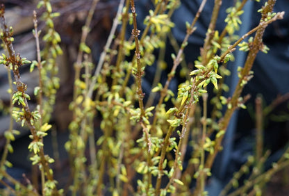  Chinees Klokje (Forsythia Intermedia 'Spectabilis')