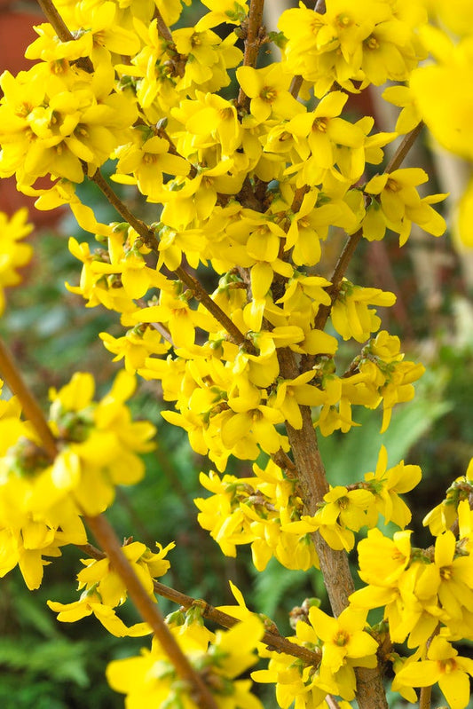  Chinees Klokje (Forsythia 'Goldrausch')