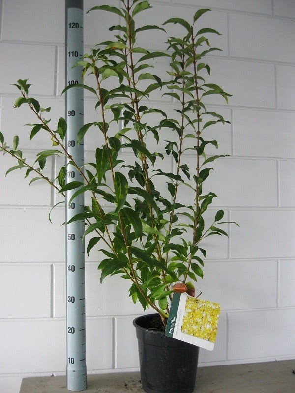  Chinees Klokje (Forsythia Intermedia 'Spectabilis')