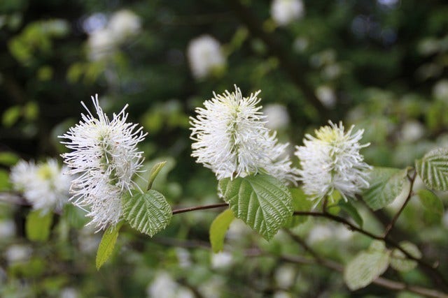  Flessenborstelstruik (Fothergilla Major)