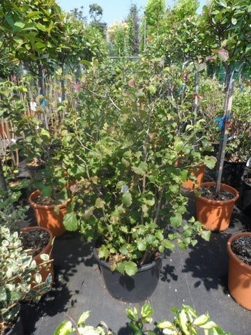  Flessenborstelstruik (Fothergilla Major)