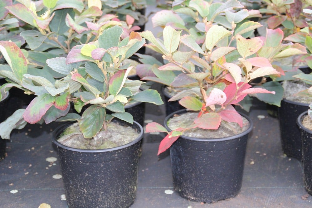  Flessenborstelstruik (Fothergilla Major)