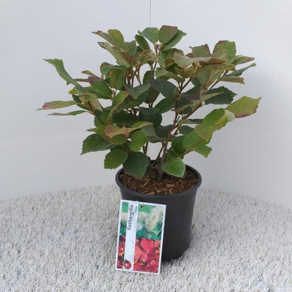  Flessenborstelstruik (Fothergilla Major)